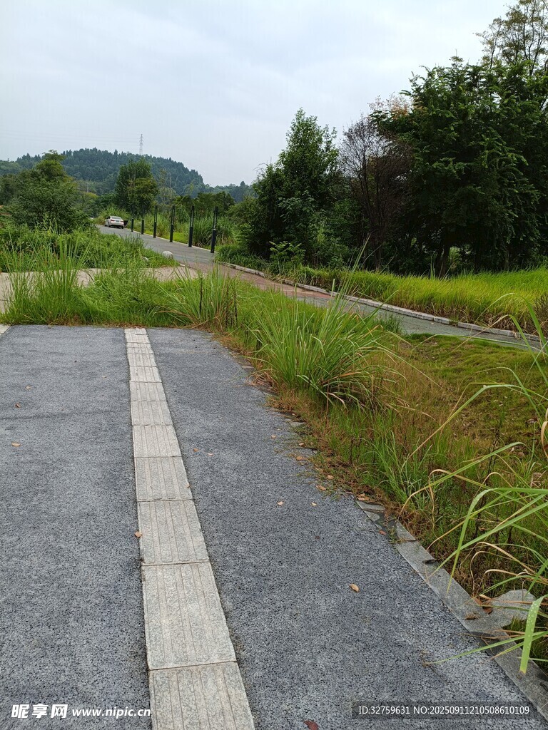 空旷道路旁的茂盛野草