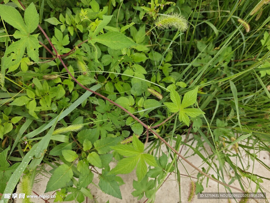 繁茂绿植特写