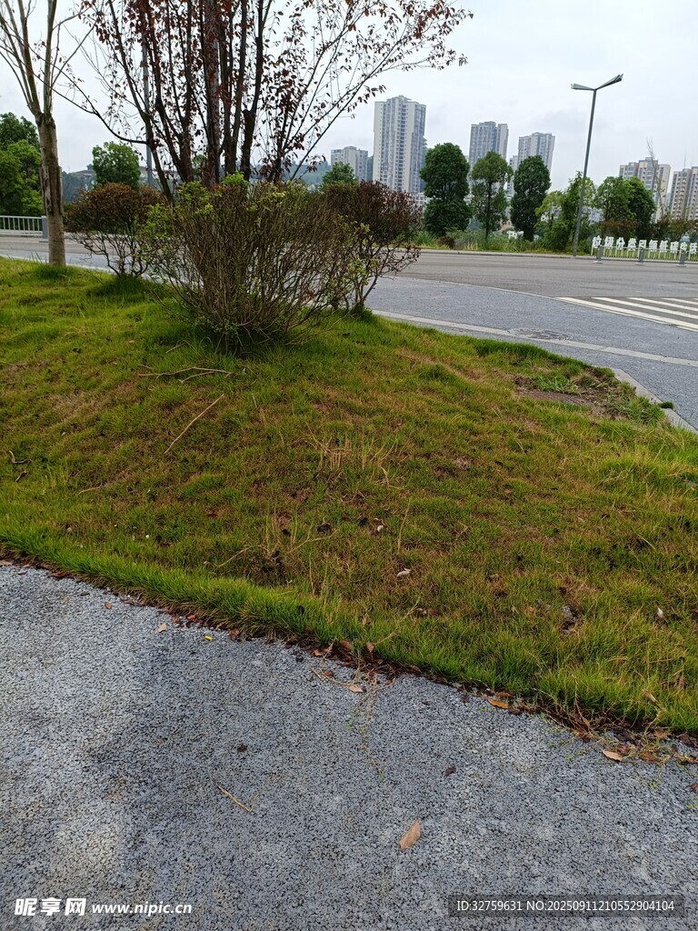 路边草地与树木景观