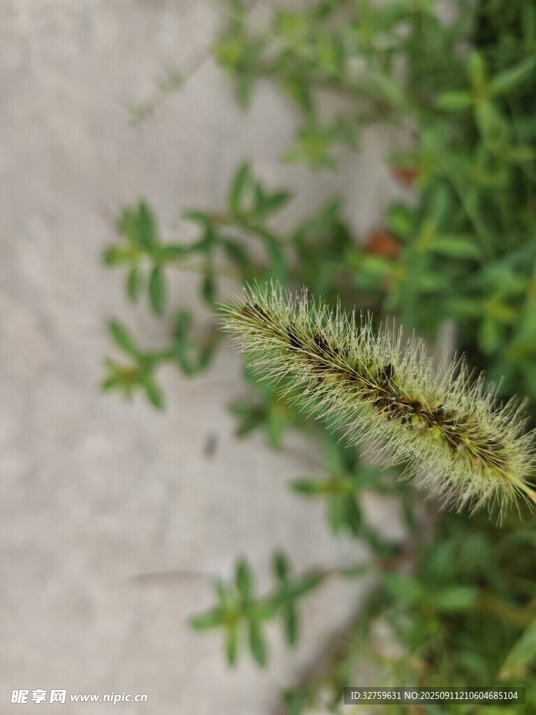 狗尾巴草特写