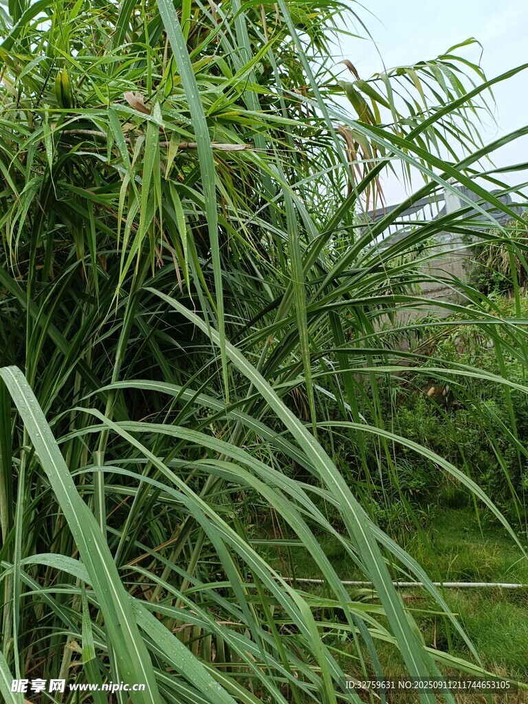 茂盛的绿色草丛