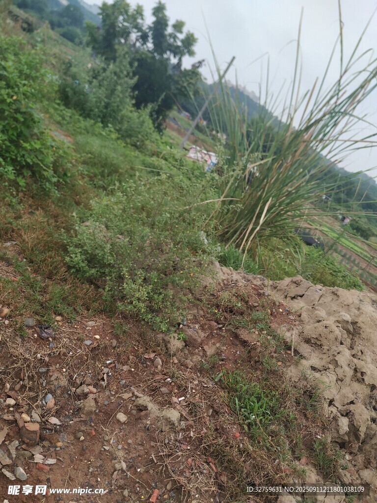 山间土路旁的野生植物