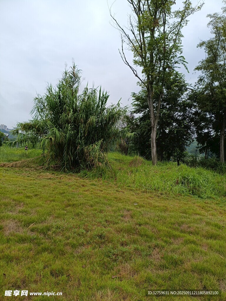 野外草地树木自然风景