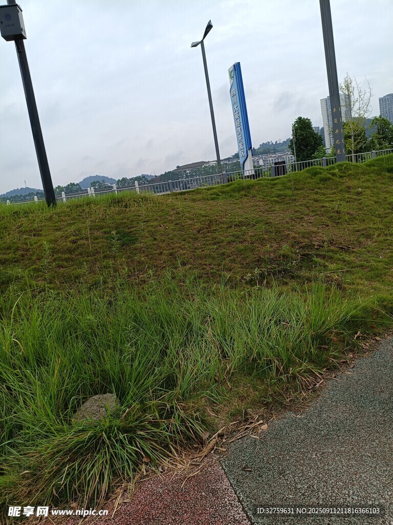 路边绿意盎然的草地景观