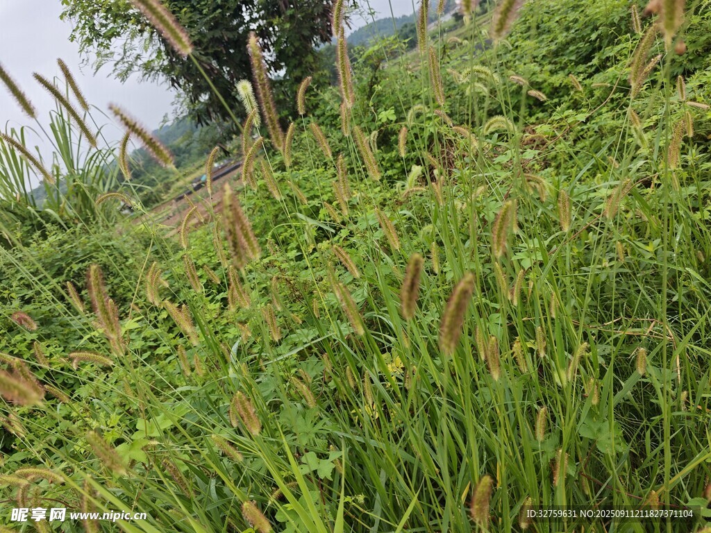 野外繁茂的绿色杂草景观