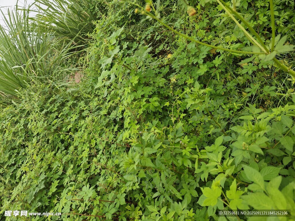 翠绿繁茂的爬墙植物景观