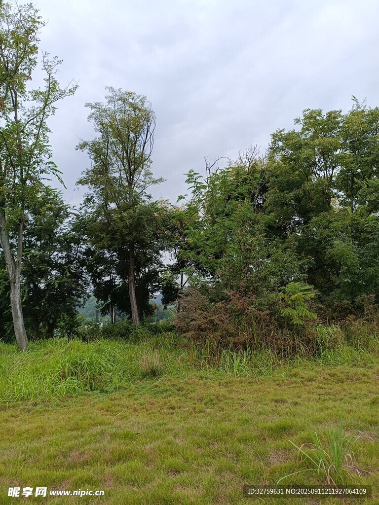 野外绿意盎然的树林草地