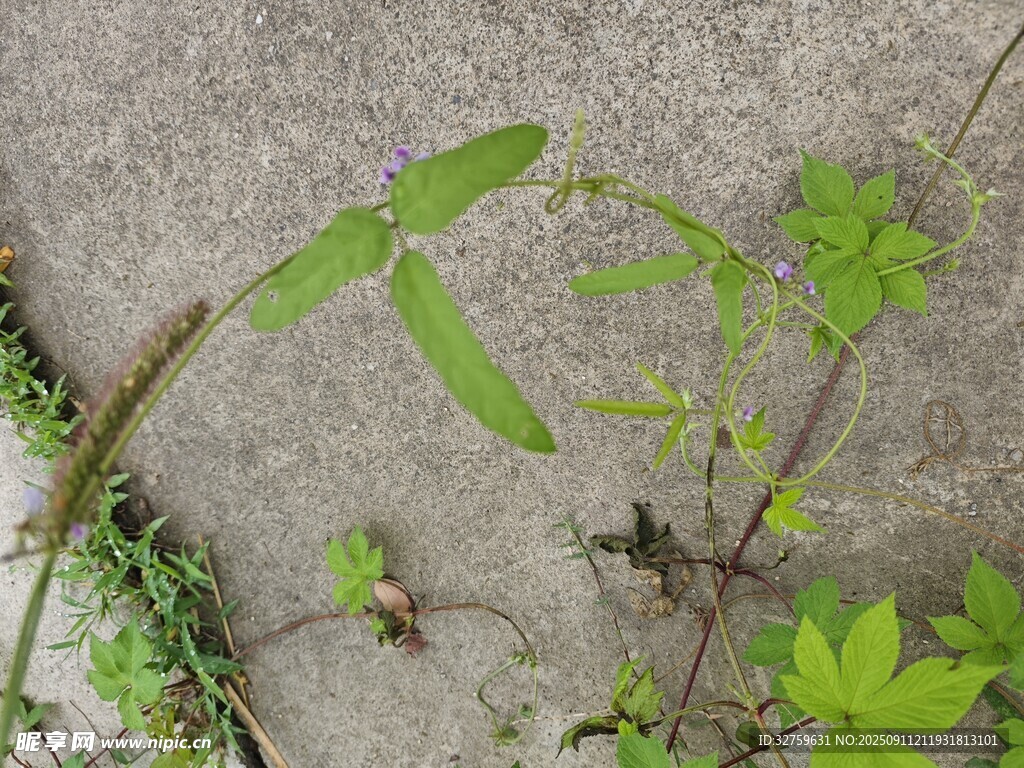 地面上的嫩绿野草
