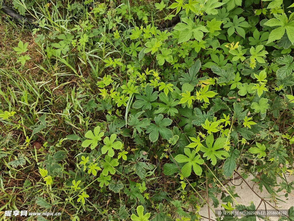 绿叶繁茂的地面植物景观