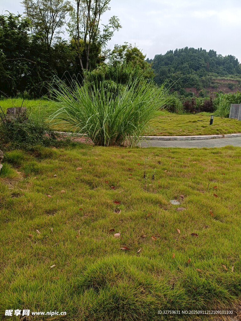 绿意盎然的户外草地景观
