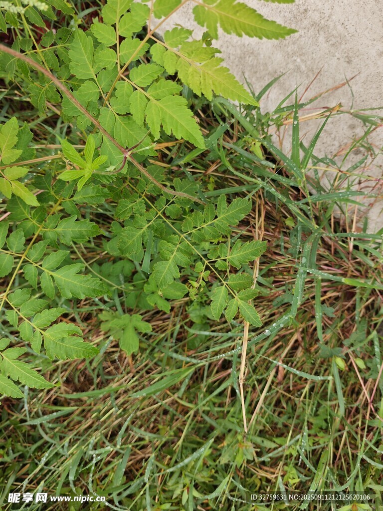 草丛中的绿色植物