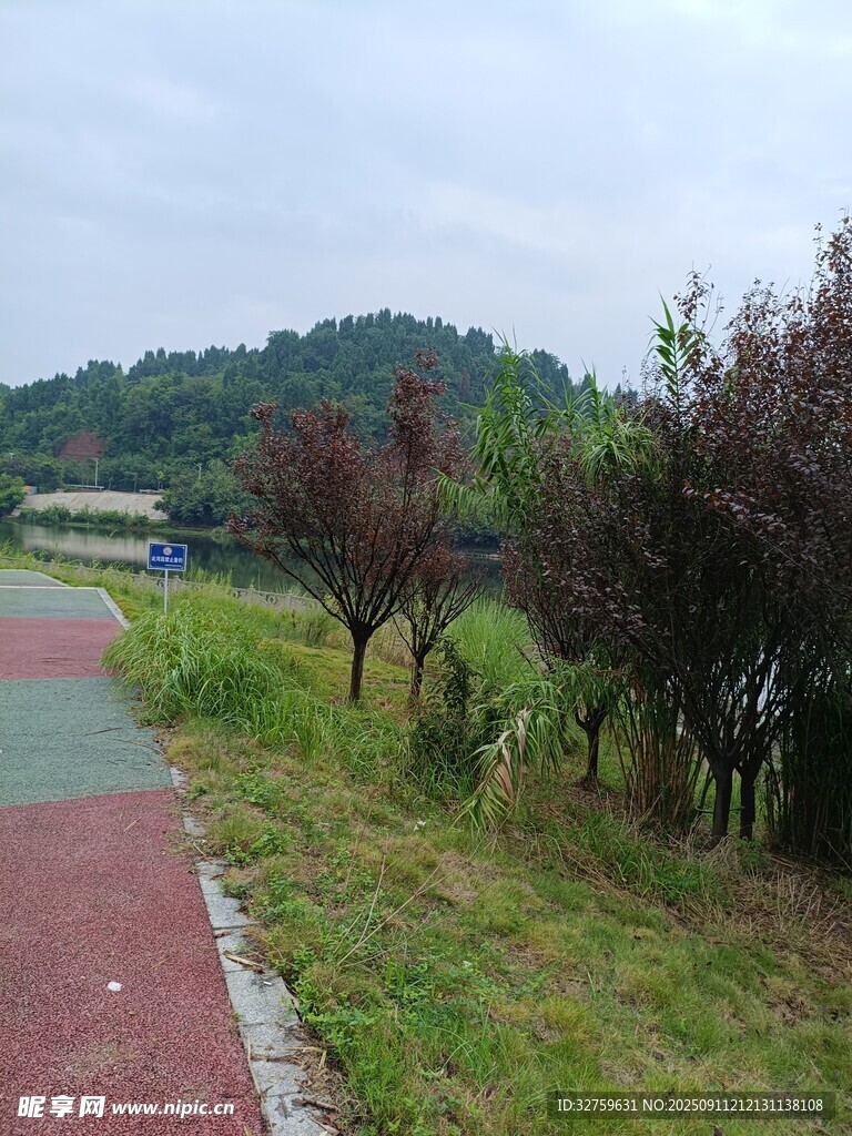 郊外彩色步道旁的树木