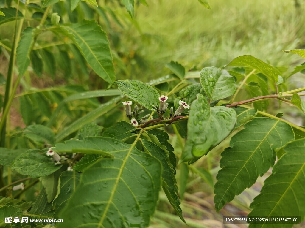 绿叶丛中的繁茂植物