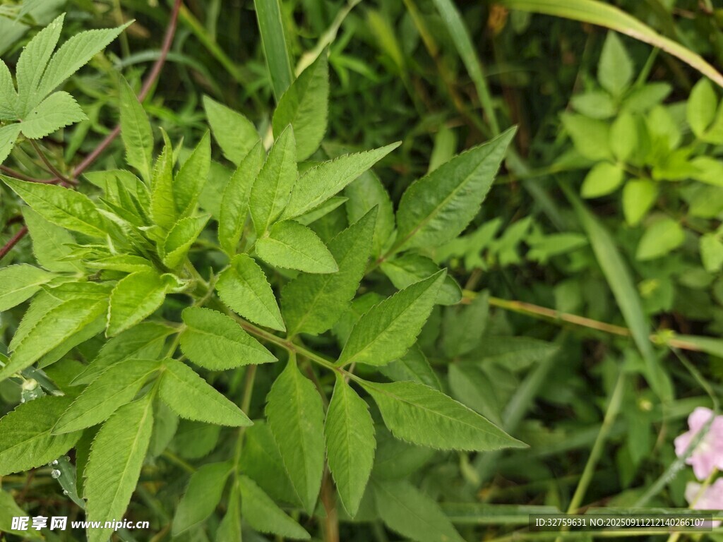 绿叶繁茂的野生植物