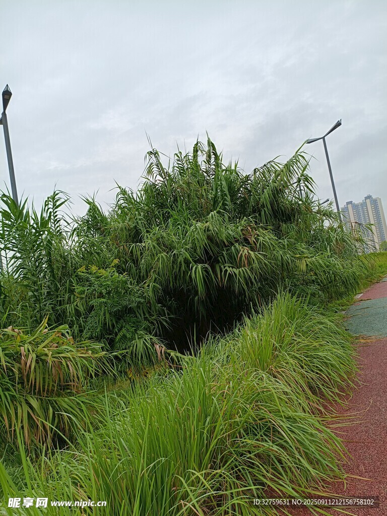路边葱郁绿植景观