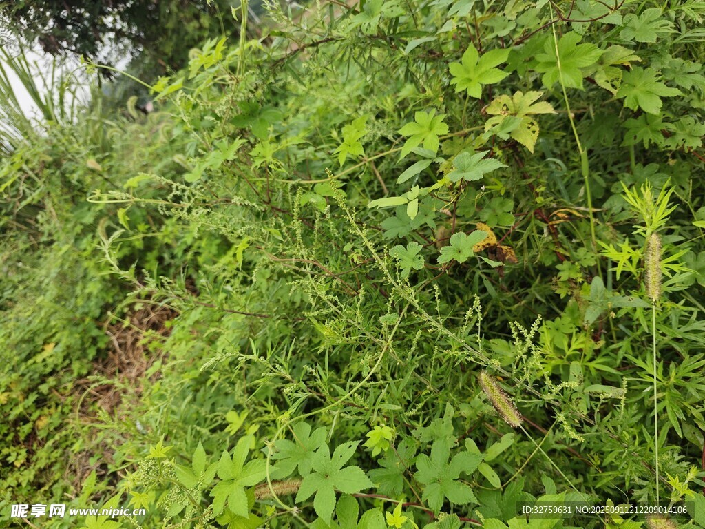 繁茂绿意盎然的野外植被