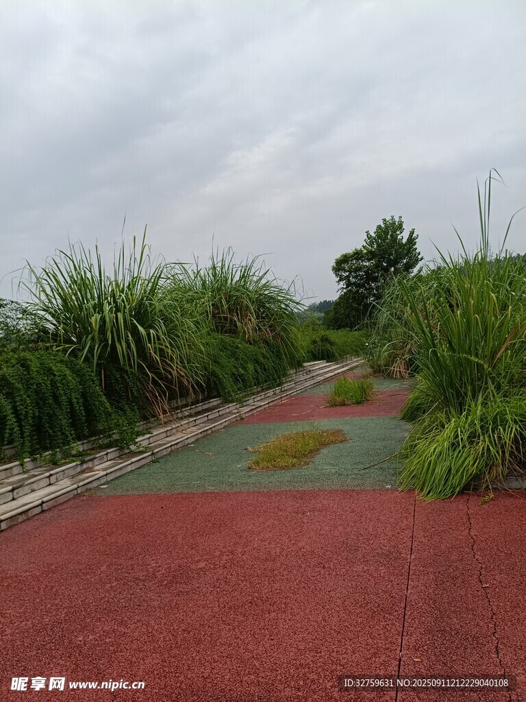 彩色步道旁的葱郁植物