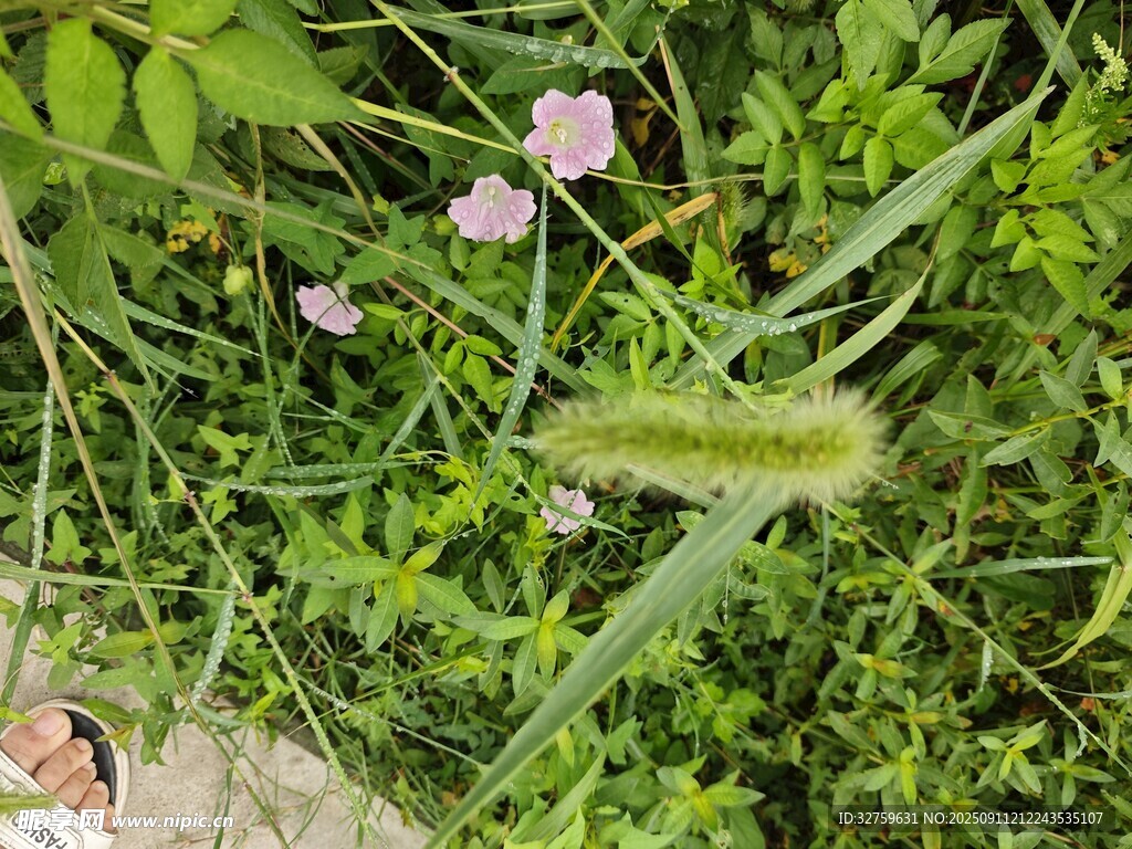 草丛中的粉色小花与狗尾草