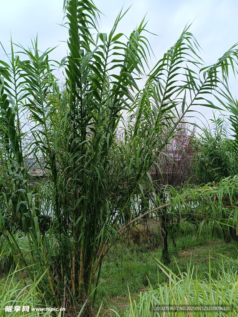 户外翠绿的丛生植物