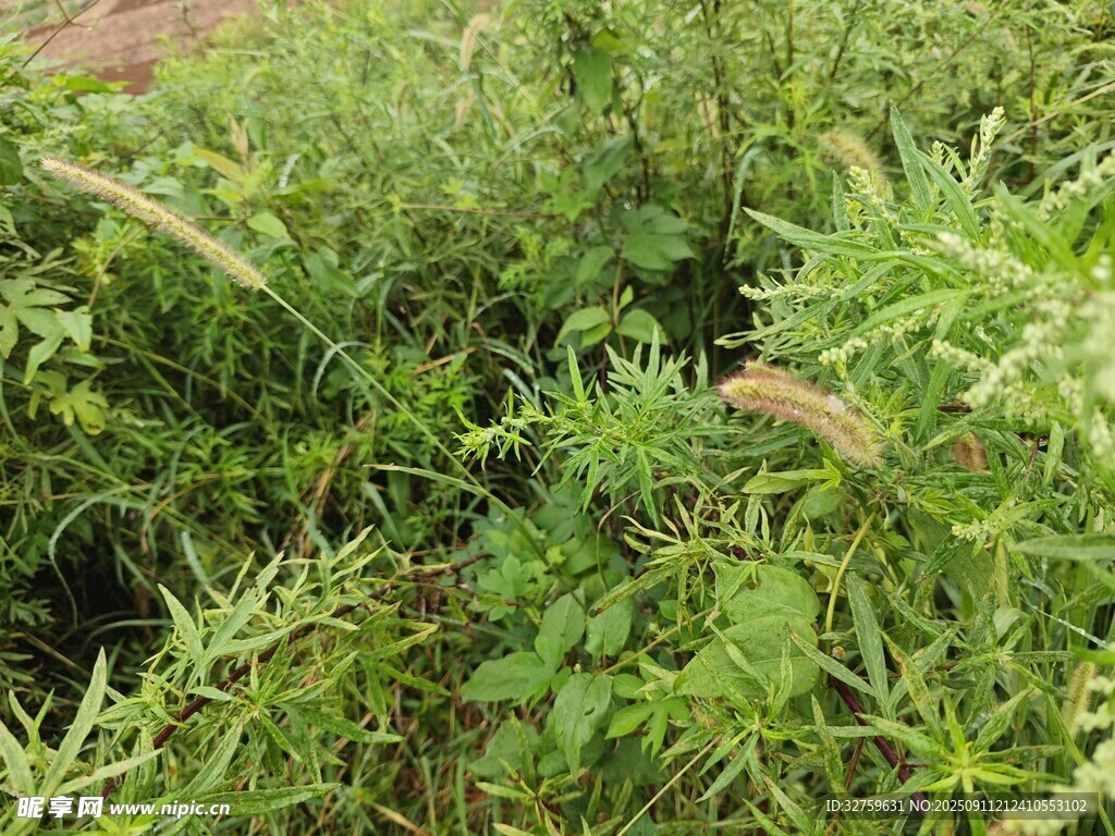 茂盛的绿色植物景观