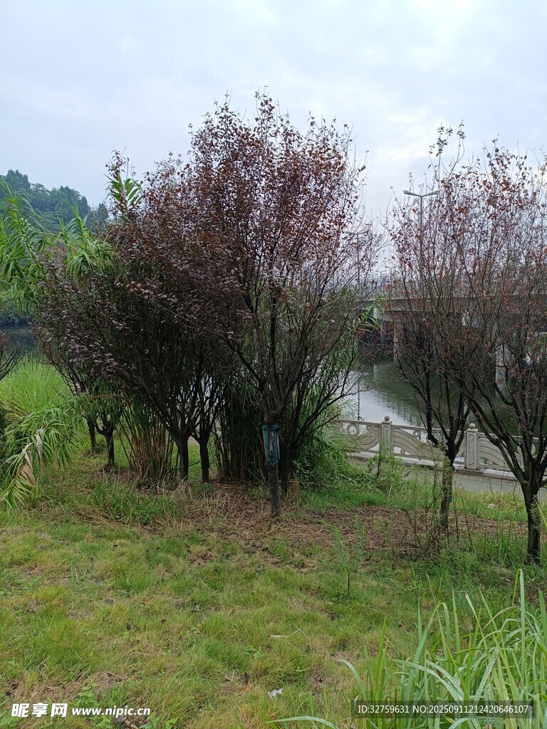 湖畔草木景观