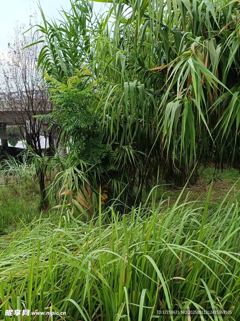 野外茂盛的绿色芦苇丛