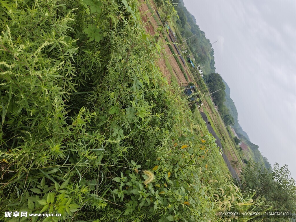 野外繁茂绿植景观