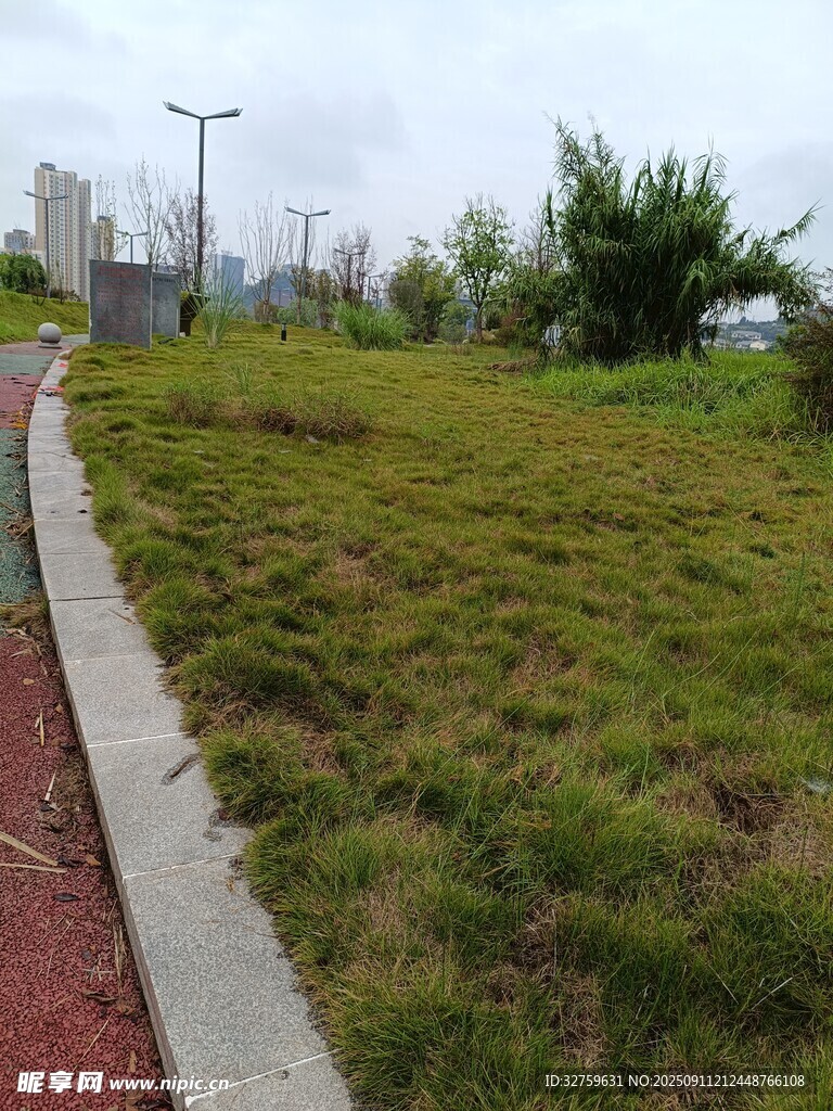 城市路边的翠绿草地