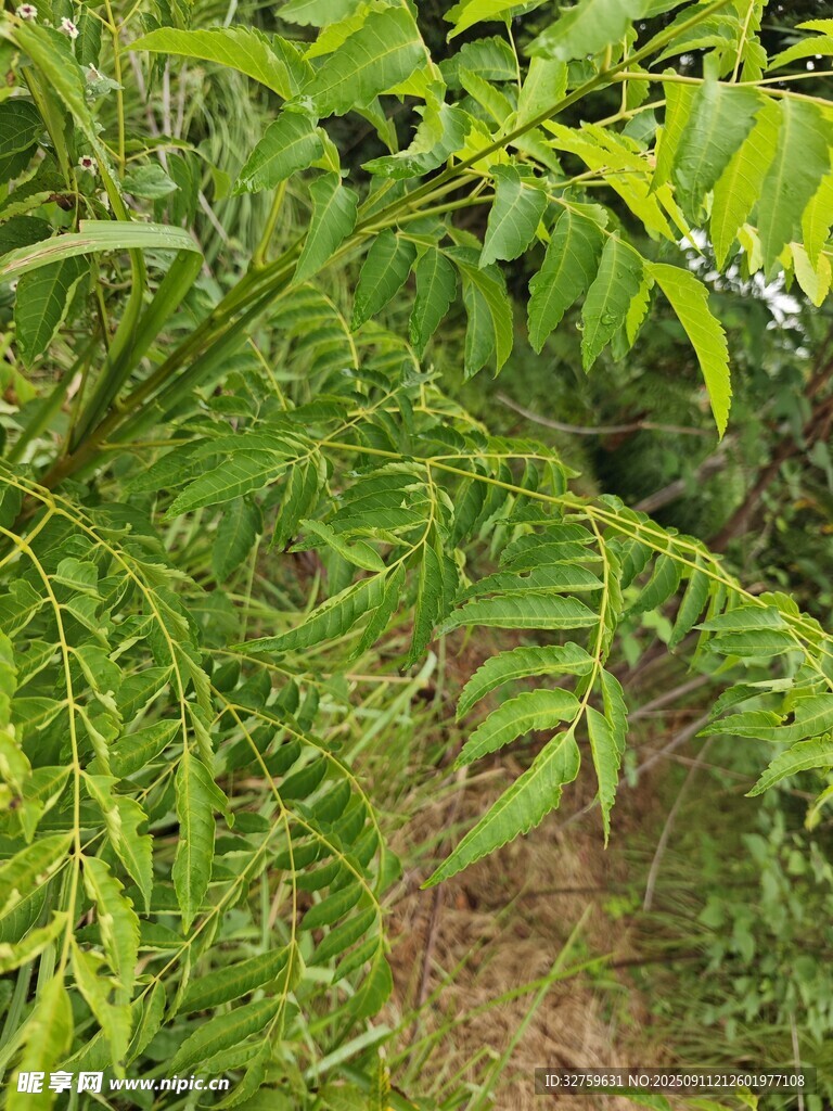 翠绿繁茂的枝叶景观