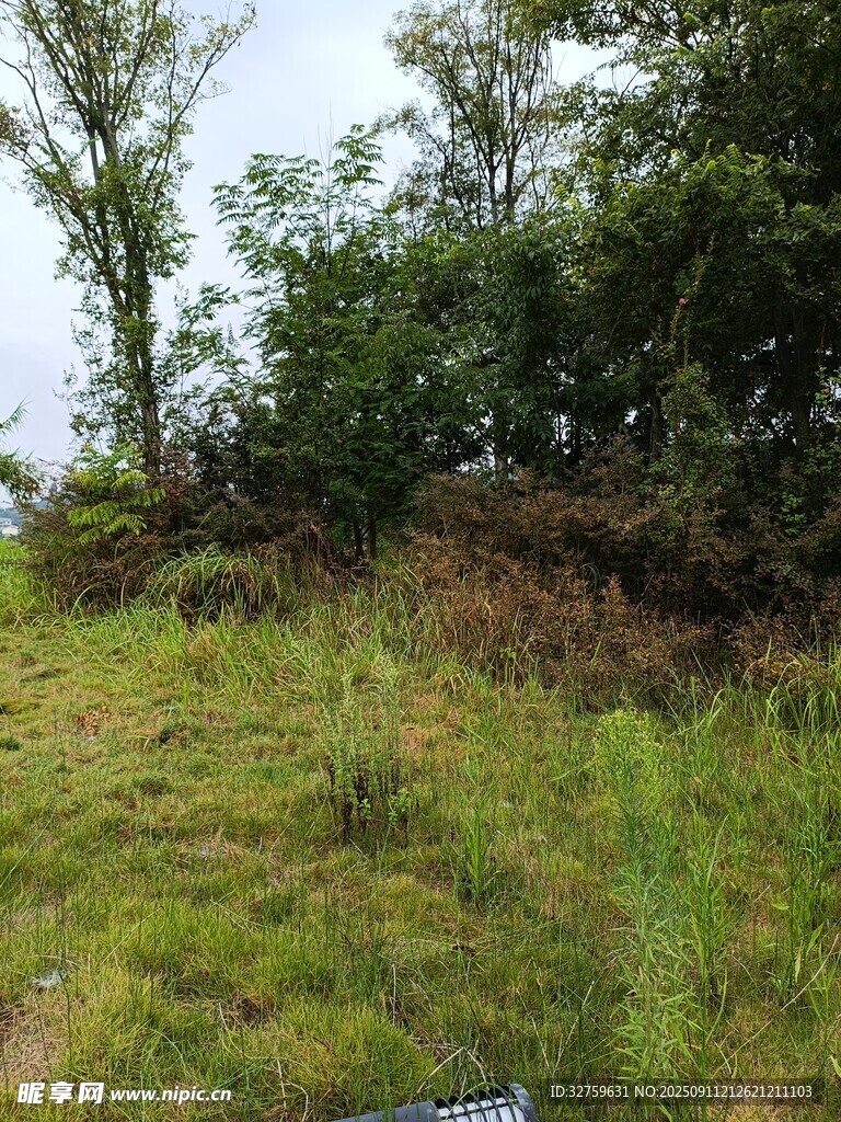 绿意盎然的户外山坡景色