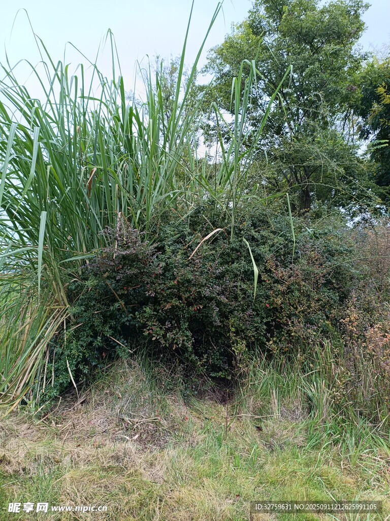 野外丛生的草木景观