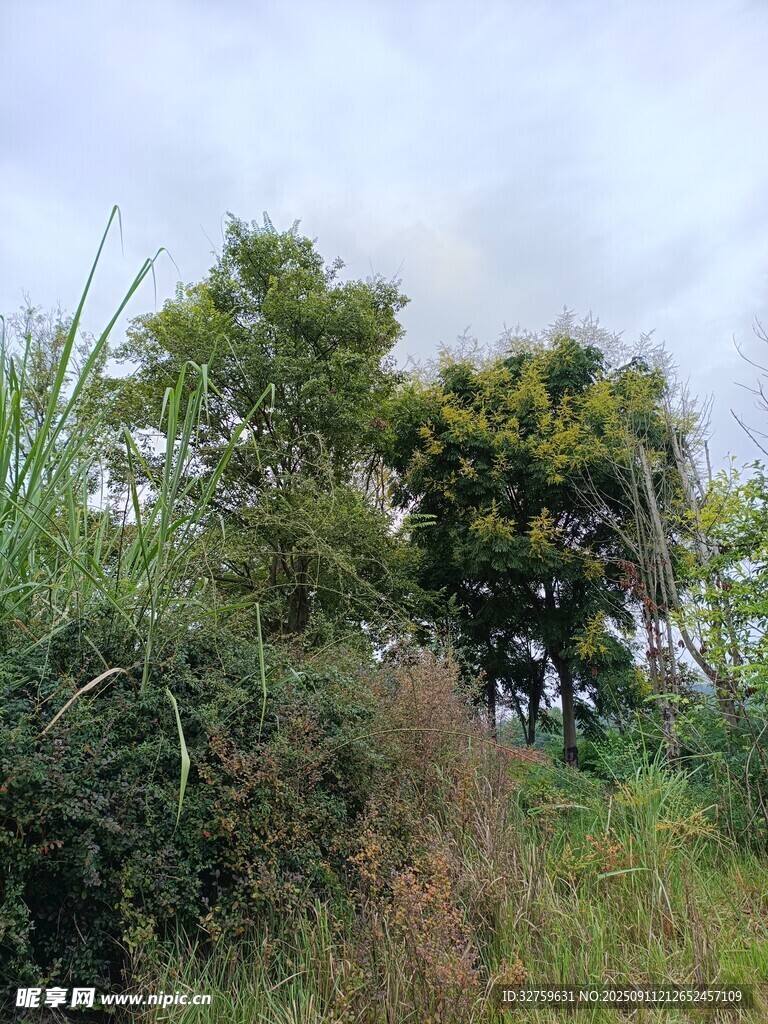 野外繁茂绿植景象