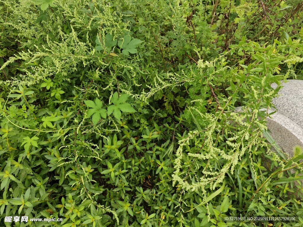繁茂绿植