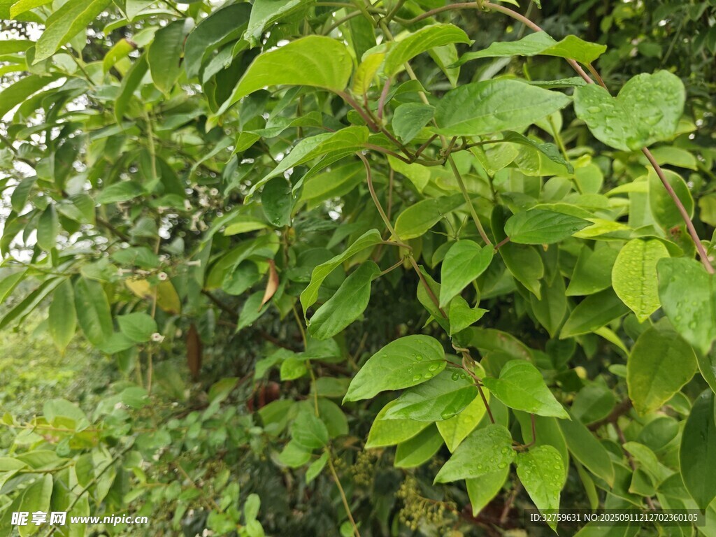 繁茂绿植特写