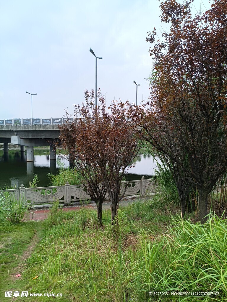 河畔绿植与远处桥梁景致