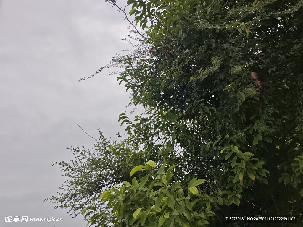 枝叶繁茂的绿植景观