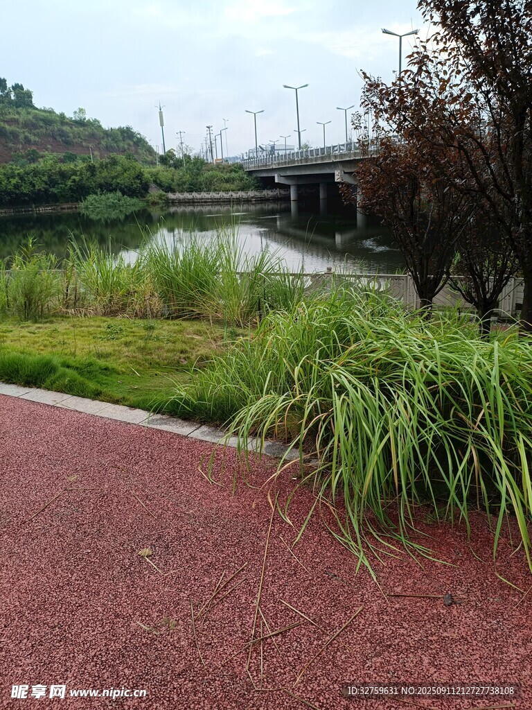 河畔步道旁的葱郁绿植