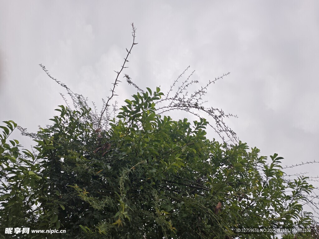 树梢之上的天空景致