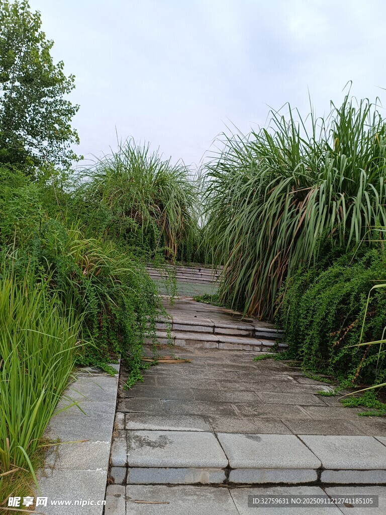 石板小径穿梭于葱郁草木间