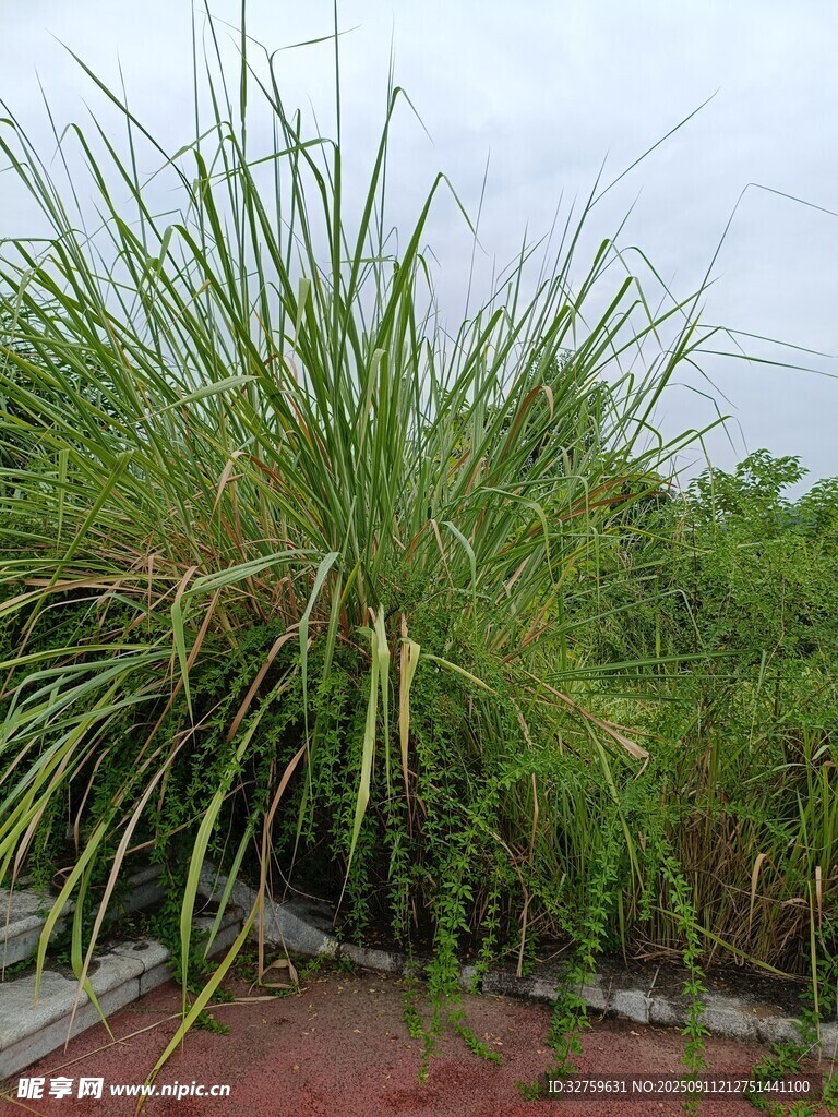 高大茂盛的绿色草丛景观