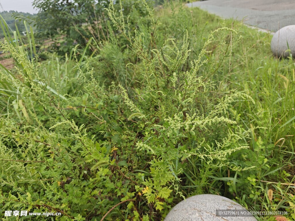 野外丛生的绿色植物