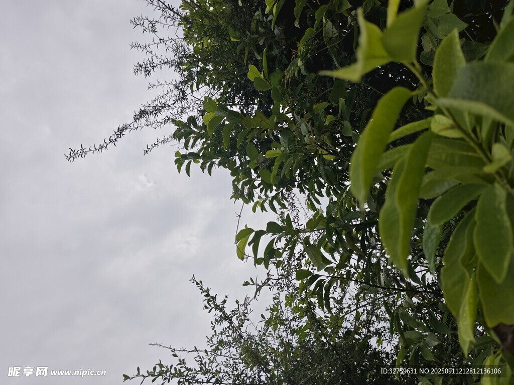 仰视绿树与灰蒙天空