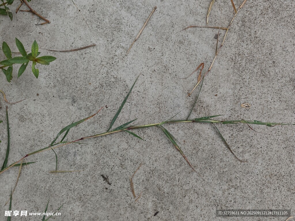 地面上的嫩绿小草