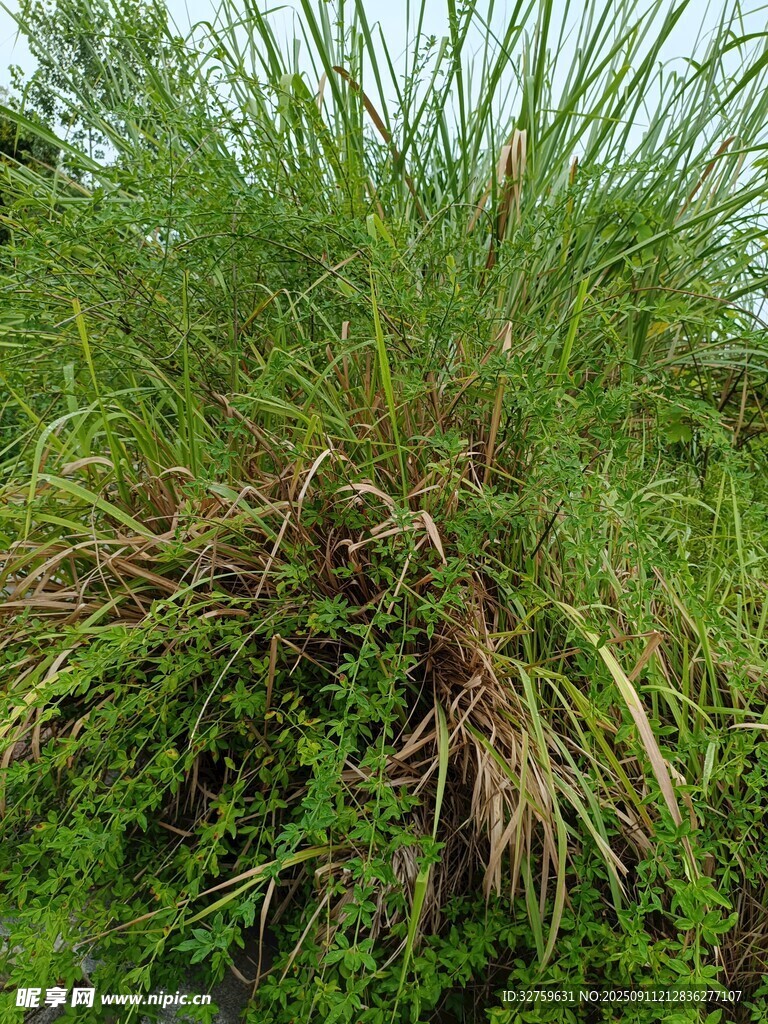 茂密丛生的绿色野草