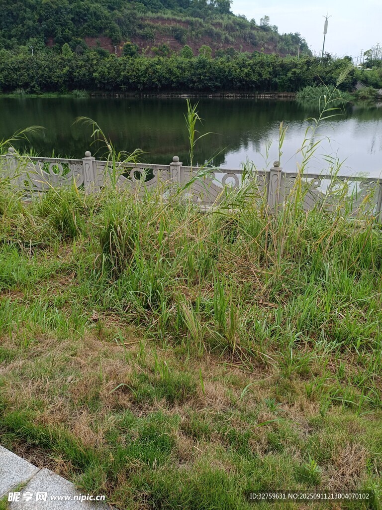 湖畔草地风光
