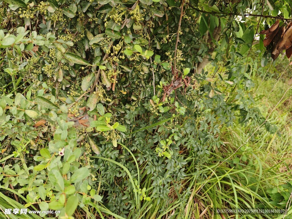繁茂绿植