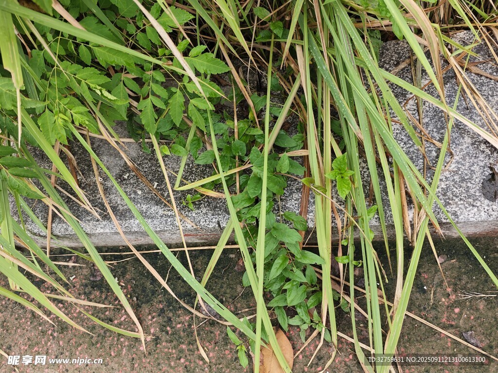 墙边生长的绿色植物