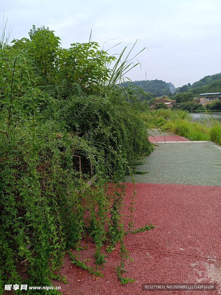 绿植环绕的彩色步道