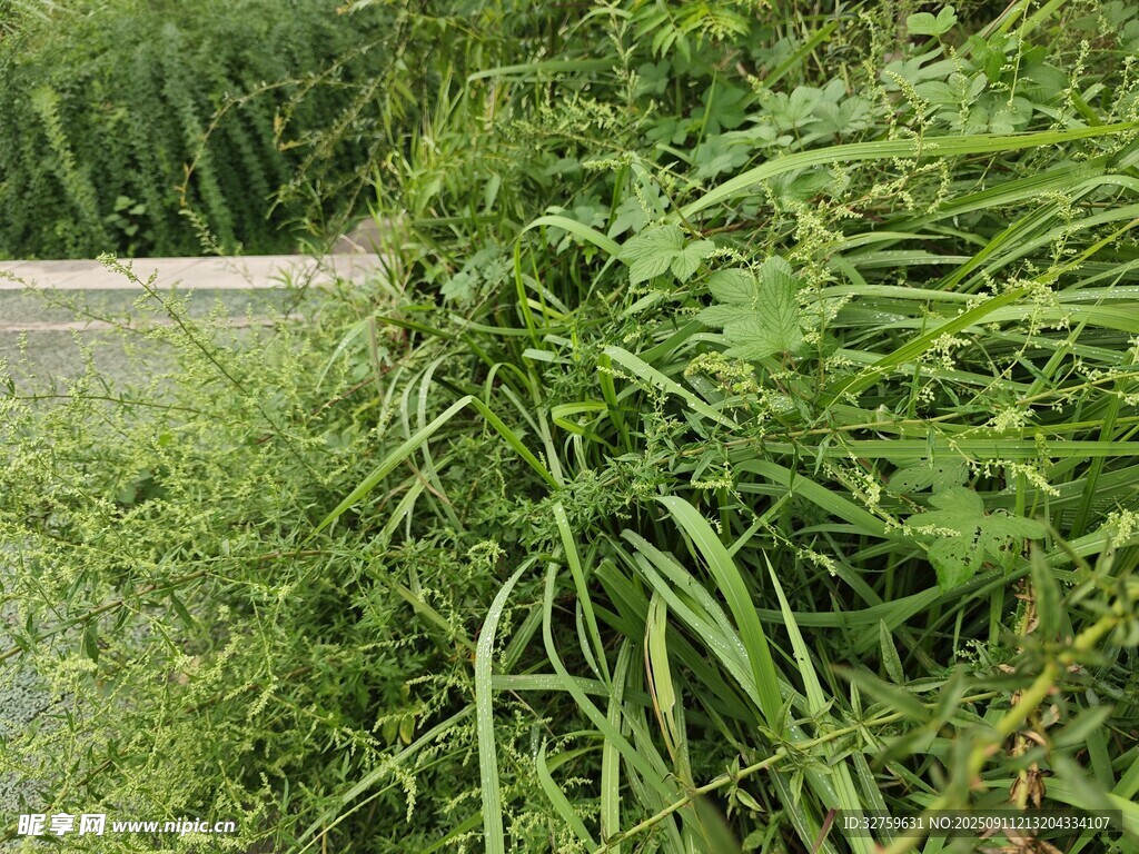路边茂盛的绿色植物