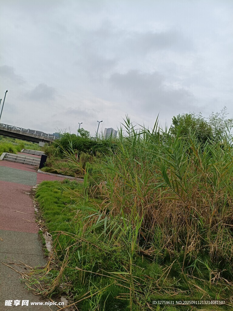 路边繁茂的绿色草丛